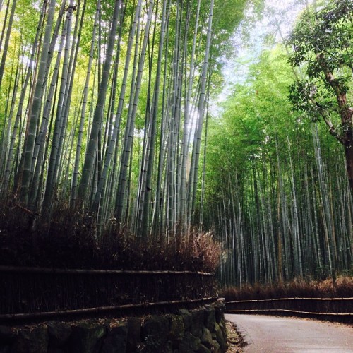 instagram:  Arashiyama’s Bamboo Forest  In the Arashiyama (嵐山) district of Kyoto, Japan, is the jaw-dropping Sagano Bamboo Grove. The forest was the setting of Japanese novelist and poet Lady Murasaki Shikibu’s acclaimed novel, “The Tale