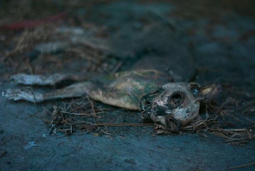 howtoskinatiger: Mummified Cat by Ammalynn on Flickr.