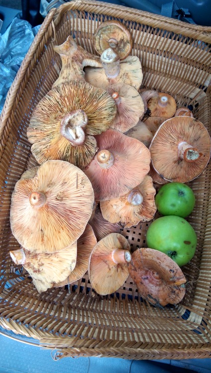Saffron caps (Lactarius deliciosus) and wild apples with some lovely Swiss folks.