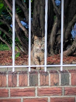 enoughtohold:  a wild blep