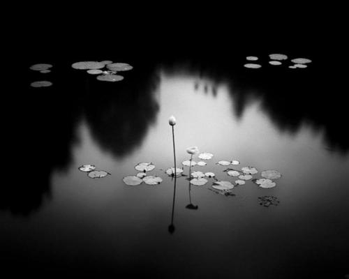 paolo-streito-1264:Loto. Hengki Koentjoro #photography. 