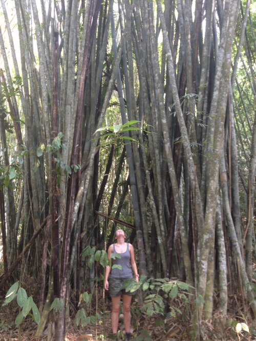 nibelium:  Some snaps from today’s 16km hike through the oldest rainforest on the planet.  At Khao S
