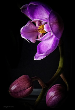 wowtastic-nature:  💙 The Boxing Orchid by Steven Dunsmore on 500px○  COOLPIX P300-f/2.2-1/100s-4.3mm-iso160, 1064✱1555px-rating:91.0☀  &quot;The gloves are on meet the first boxing Orchid..“    Photographer: Steven Dunsmore, Erskine, Scotland
