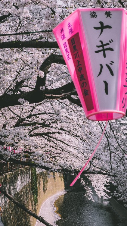 Yes and it’s Sakura season here in Japan! Pictures taken by www.instagram.com/mzybmiwa