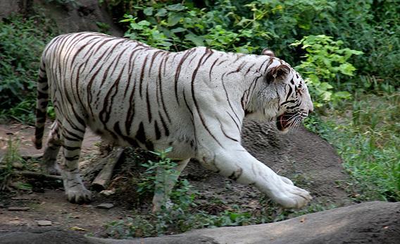 npr:  Many of the venues that display white tigers have a long history of shading