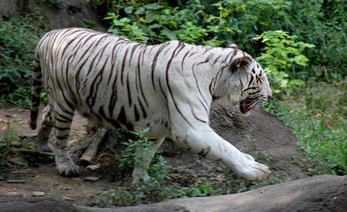 npr:  Many of the venues that display white tigers have a long history of shading the truth about their mutants. The Cincinnati Zoo, an otherwise respectable institution, labels their white tigers as a “species at risk!” Nowhere on the zoo’s website