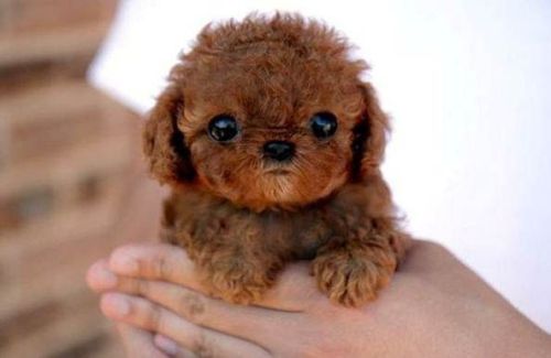 whydoidothis2myself:  poseidhn:  LOOK AT THIS FLUFF BALL THAT LOOKS LIKE A BABY WOOKIE TEDDY BEAR om