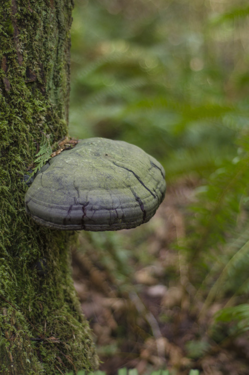 Varnished Conk (Ganoderma Oregonense) 