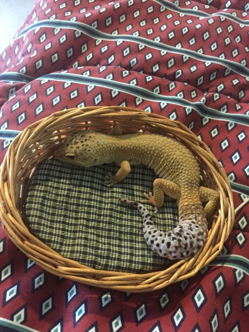 nobiagari:gave my sweet boy a bed