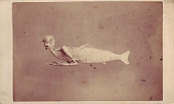 tuesday-johnson:  ca. 1860, [carte de visite portrait of a “Monkey Fish of Japan&quot;, one of many of such specimens created during the 18th and 19th centuries. This particular “merman&quot; was later purchased by P.T. Barnum and shown at the Chinese