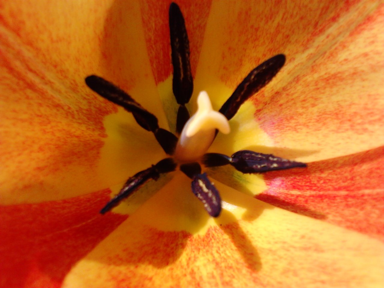 AH SPRING!  THANKS FOR THE RANDOM FLOWERS IN MY YARD!  LOVE YOU!  &lt;3 &lt;3