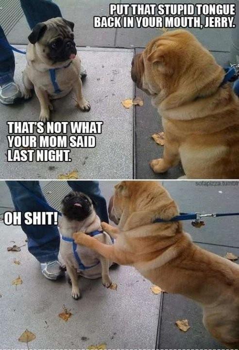 laugh-addict:   