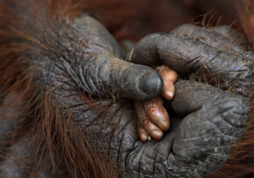 awkwardsituationist: &ldquo;i hurt my finger,&rdquo; says the infant orangutan. &ldquo;let me take 