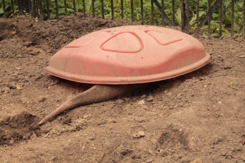 theoldestmanontmblr: This is Willy the aardvark who likes to pretend he is a turtle. The zookeepers 