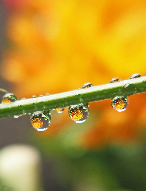 Passion drops by tanakawho on Flickr.