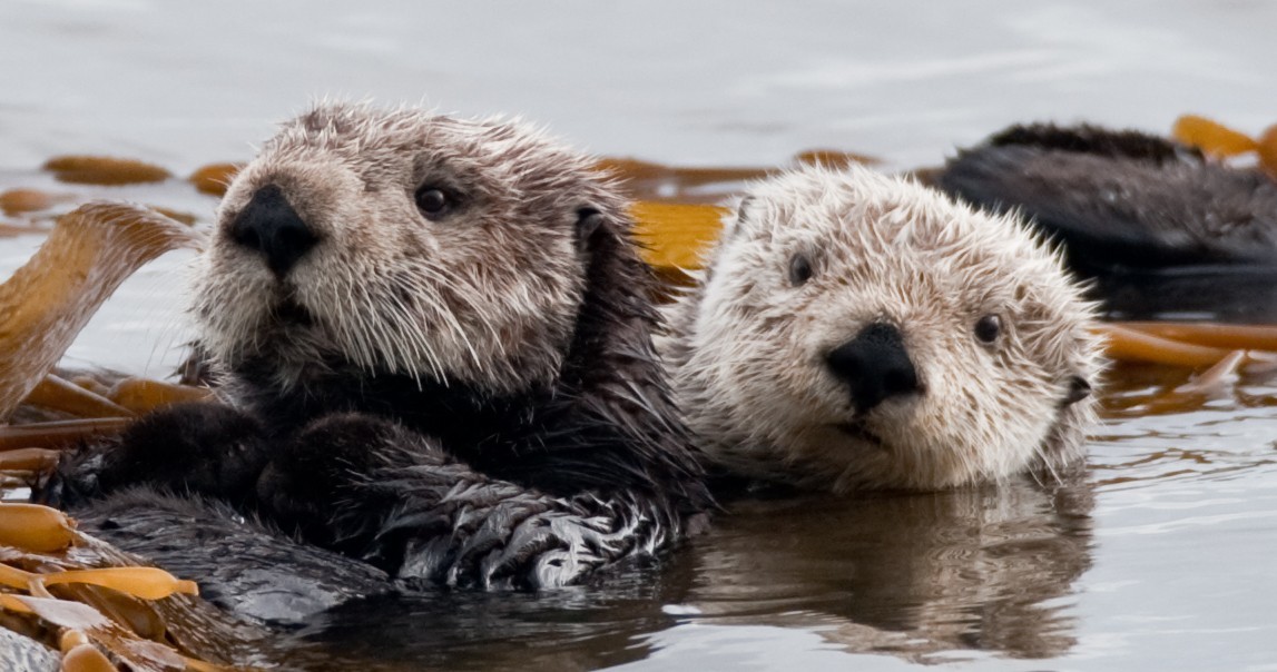 How to Help: Sea Otters!