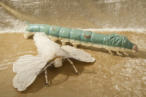 atelierentomologica:Models of a silkworm moth and caterpillar, created in a special form of papier-m