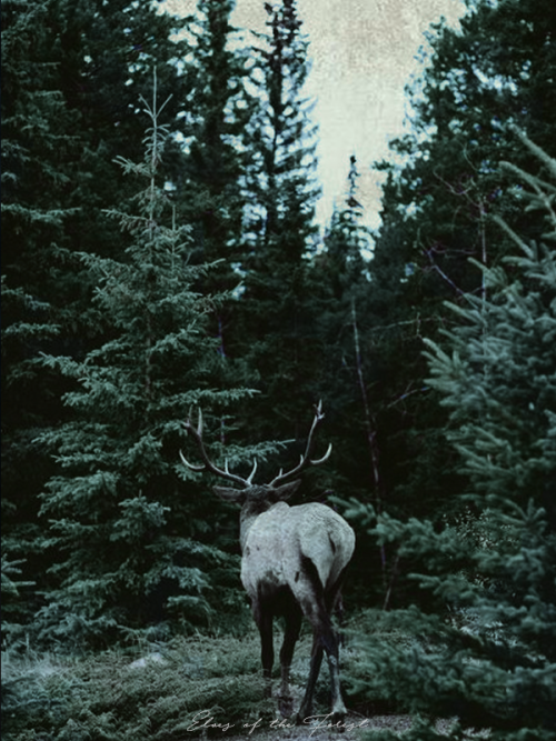 skylessnights:ELVES OF THE FOREST We still remember, we who dwell. In this far land beneath the tree