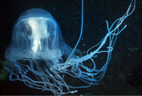 ted:  yahoonews:  Transparent animals They’re some of the most intriguing and complex creatures on the planet but they really do have nothing to hide - because they’re totally see-through. Transparent animals - creatures with clear glass-like skin