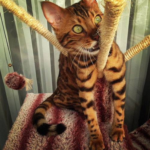wordsnquotes:  culturenlifestyle: Energetic Bengal Cat Called Thor Has the Most Attractive Pin Striped Fur Thor is a lovable, demanding and energetic Bengal cat with the most unique and beautiful fur.  Keep reading 