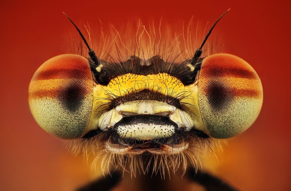 odditiesoflife:  Macro Insect Photography Slovak Photographer Dusan Beno has built