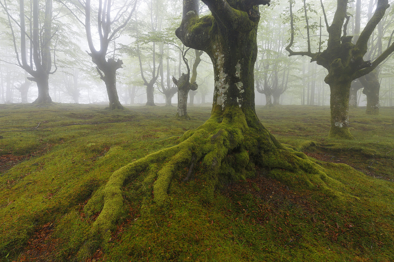 90377:   The roots of the ancienth by Rafael Diez Corcuera  