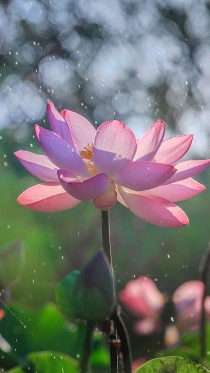 Bloom, lotus, flowers, water splashes, bokeh, 720x1280 wallpaper @wallpapersmug : ift.tt/2FI