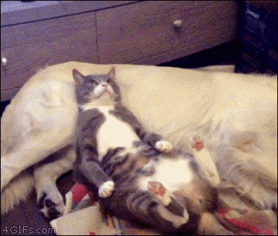 Cat trying to relax gets interrupted