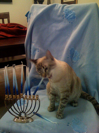 teaawreckss: juanepstein:  diaryofajewishconvert:  lesbian-esque: hanukkah cat moodboard This is great, but you really missed an opportunity with hanukcat  bode   @new-england-dad 