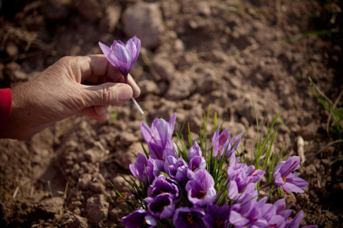 lulu-a:    Saffron harvest in Herat province, Afghanistan.  Photographs by Majid Saeedi/Getty Images.    زعفران 💗