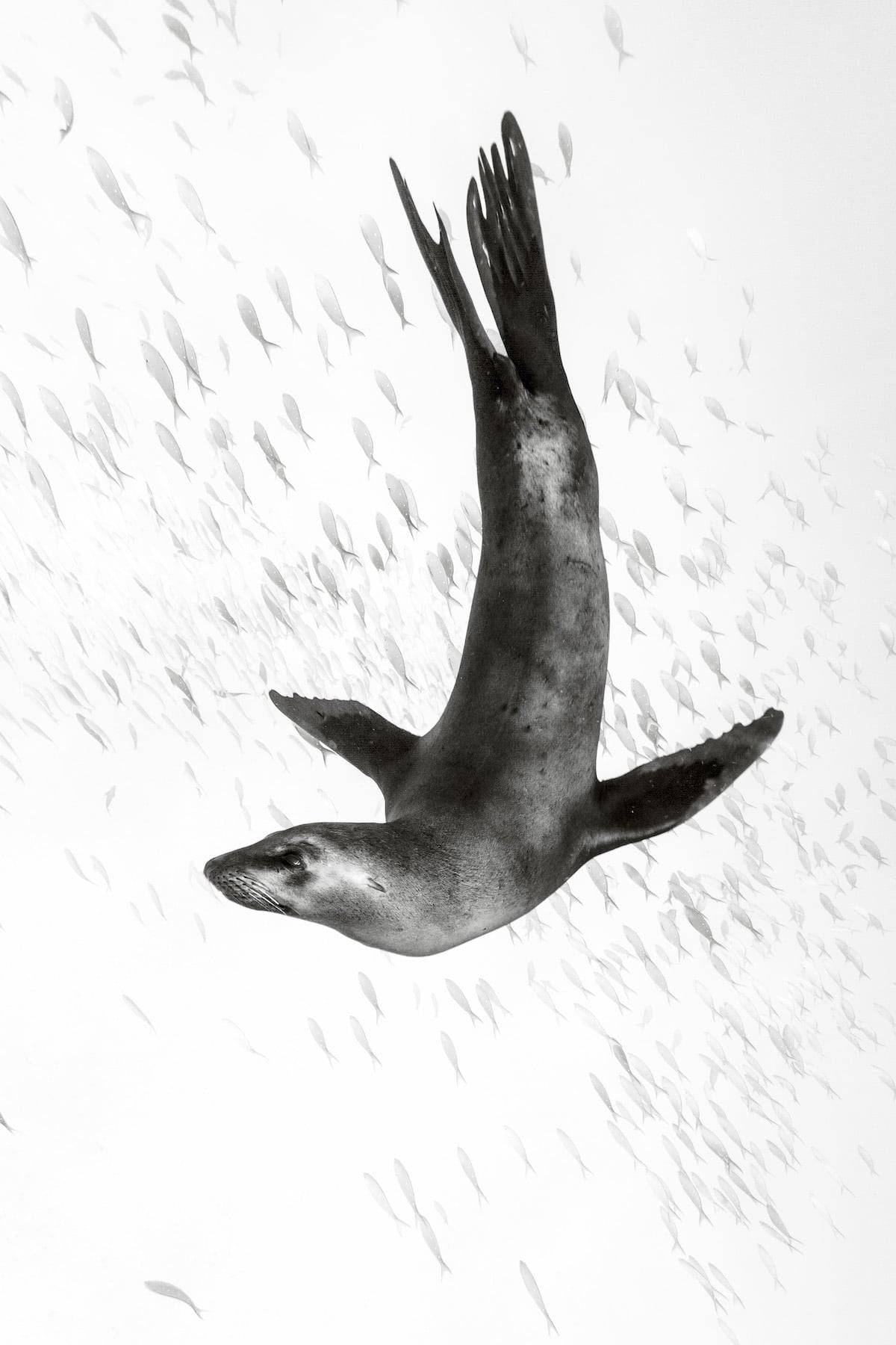 escapekit:  Underwater Life Mexico-city based photographer Christian Vizl has been
