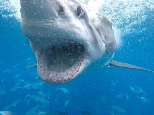 This photo was taken on today&rsquo;s charter! Our guests &amp; crew saw 6 different Great White Sha