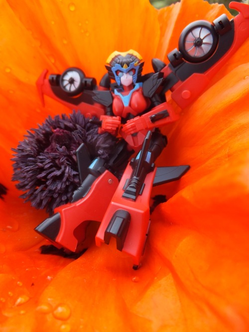 fallyn-r2m: Iron Factory Windblade. They’re amazing, hun. She’s such a great addition and your shots