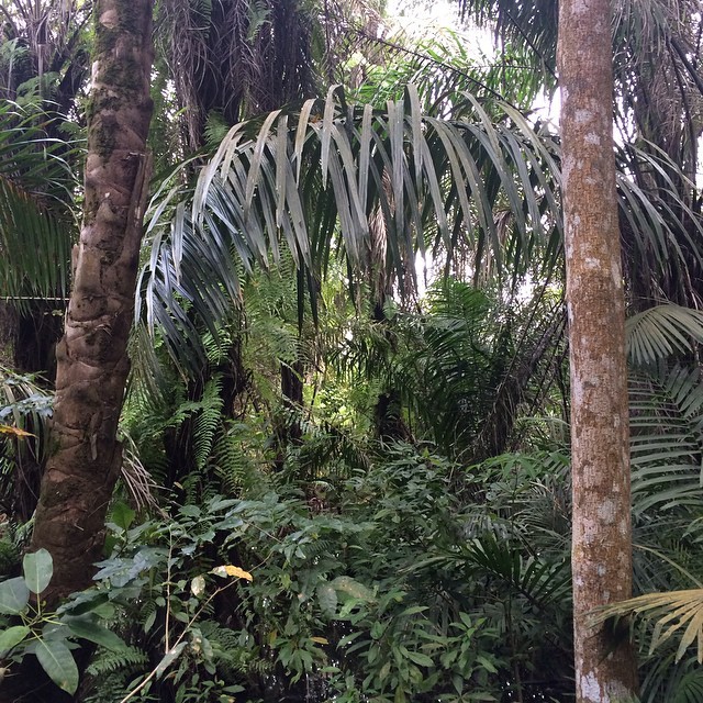 langsettte:  sweaty day in the jungle :) 🐒 