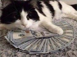 catstextposts:This is the money cat. Reblog