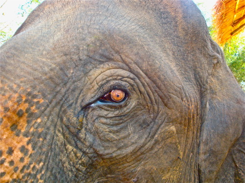 alexpinkfox:  Eye of an elephant I rode in Kanchanaburi, Thailand.