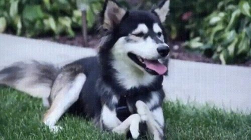 awwww-cute:  They didn’t make him stronger or faster but they did make him happier. (Source: http://ift.tt/2uzgiE4)