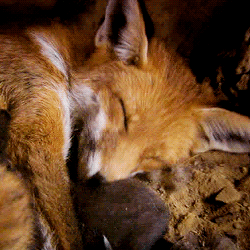 Lesbian Fox