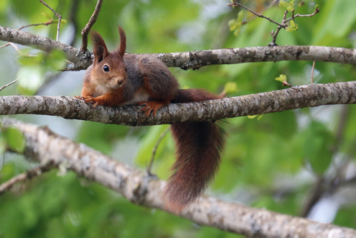 Red squirrel/ekorre.