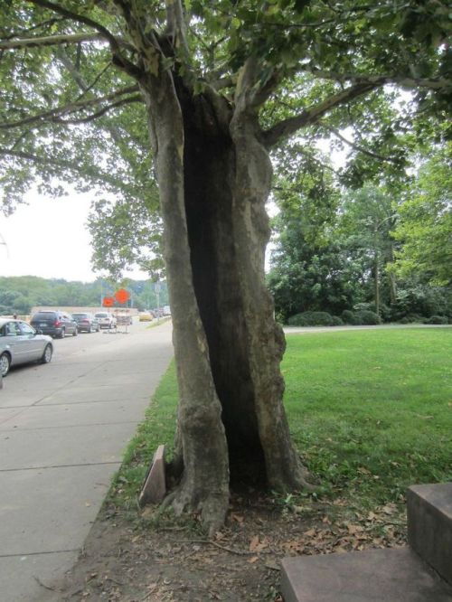 themotherfuckingclickerkid:  rosierugosa:  banji-effect: Hollow trees are often more stable than before their cores rotted! “The removal of the tree’s dead heart brings yet another advantage. The change of form from solid pillar to hollow cylinder