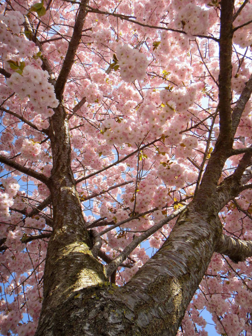 Porn radivs:  Cherry Tree Blossom by Paul * photos