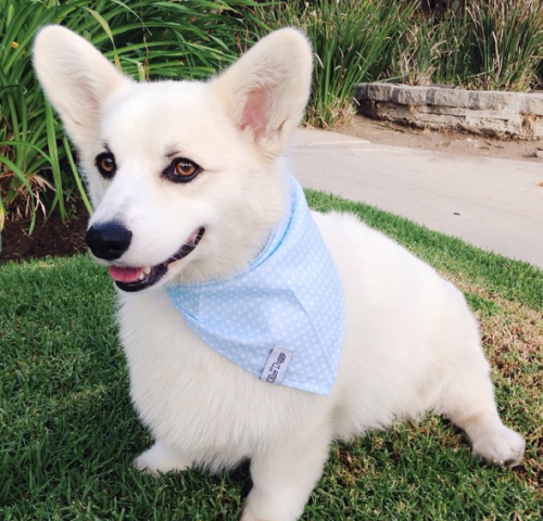 souljaboyemoji:doujinshi:if this isn’t the most powerful dog you’ve ever seeni am in love wit dis pu