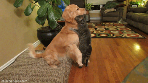 thebabyanimals:  beautiful blog full of baby animals!