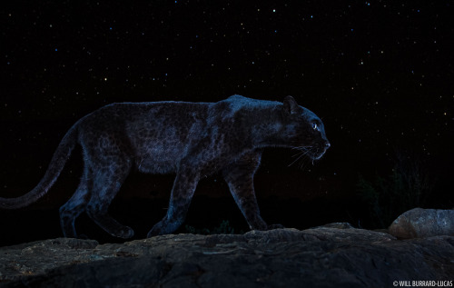 blondebrainpower:  A rare African black leopard under the stars - a photo that took me 6 months to capture. Will Burrard-LucasIn early 2019, I released my first images of a black leopard in Kenya. It was not only the most stunning creature I had ever