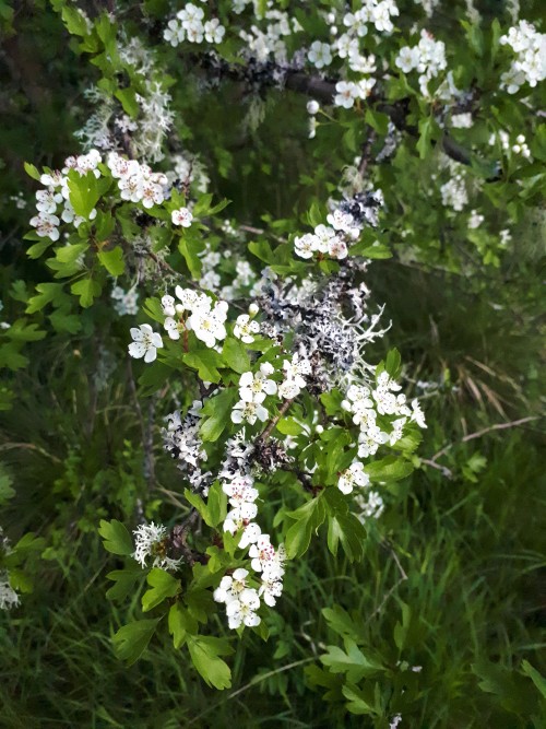 The Hawthorn trees are now blossoming here in Redesdale.In Celtic mythology, the Hawthorn is a sacre