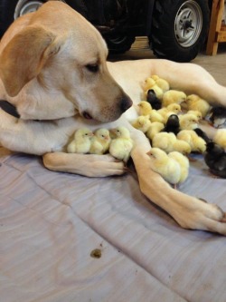 animal-factbook:  Dogs are excellent nannies