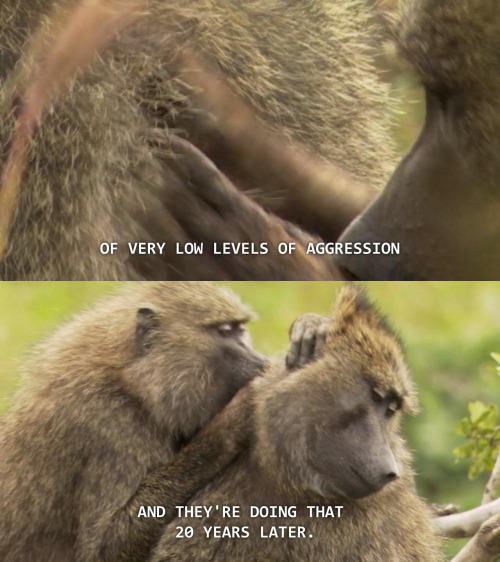 ruem:  coelasquid:  universalequalityisinevitable:  Robert Sapolsky about his study of the Keekorok baboon troop from National Geographic’s Stress: Portrait of a Killer.  This is really interesting.  definitely something to look into later! 