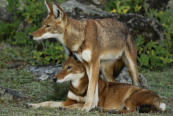 wolveswolves:    Ethiopian wolves (Canis simensis) by Delphin Ruche