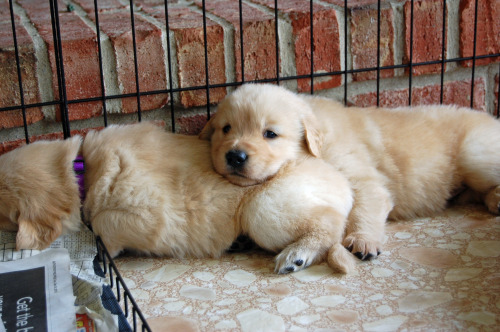 labradork829:  4-week-old Golden Retriever puppies who are all future Leader Dogs for the Blind. 