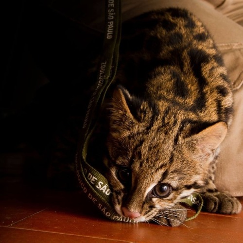 corgisandboobs:  i-want-a-goddamn-pony:  This is an oncilla, it’s related to the ocelot, and it’s absolutely fucking adorable. This oncilla was born in the Sao Paulo Zoo and it’s name is Poli.  Wrong. This is called a Forehead Cat and I will not